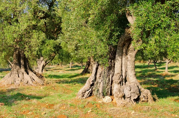 Olivenhain - olijfgaard 32 — Stockfoto