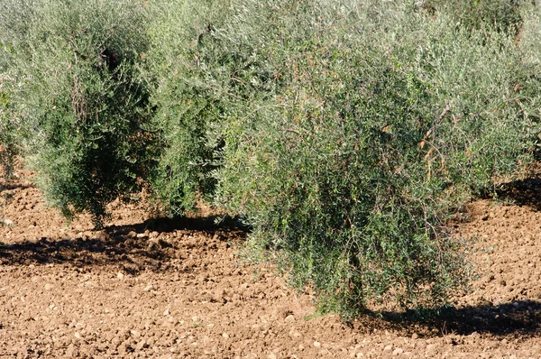 Olive grove 35 — стокове фото