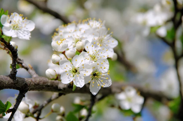 Plum blossom 72 — Stock Photo, Image