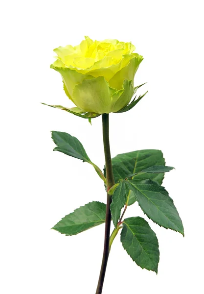 Роза изолирована 08 — стоковое фото