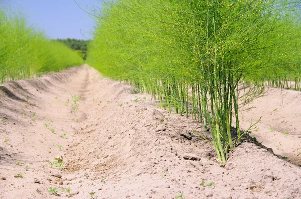 stock image Spargelfeld - asparagus field 23