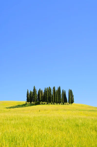 Forêt toscane, Italie — Photo