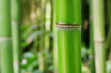 Bamboo 44 clipart