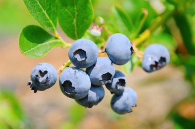 Blueberry on shrub 02 clipart