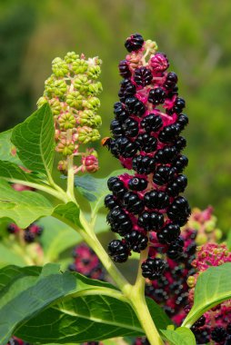 Pokeweed 04 clipart