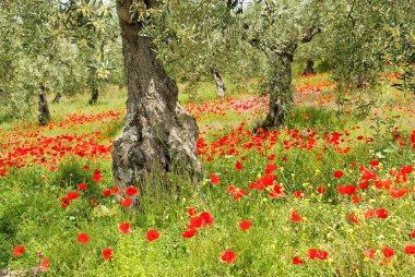 mısır haşhaş olive Grove 06