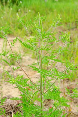 Common Ragweed 10 clipart