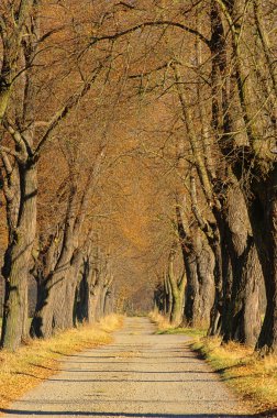 limon ağacı avenue 05