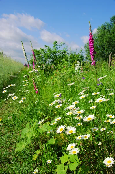 Flower meadow 08 — Stock Photo, Image