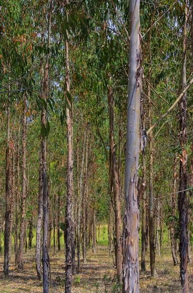 Eukalyptus 17 — Stockfoto