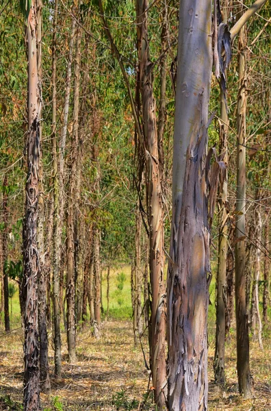 Eukalyptus 18 — Stockfoto