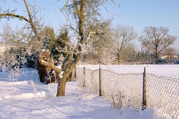 Bahçede kış 13 — Stok fotoğraf