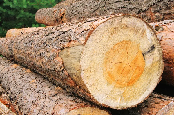 Stack av trä 32 — Stockfoto