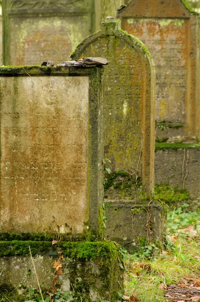 Cmentarz żydowski 11 — Zdjęcie stockowe