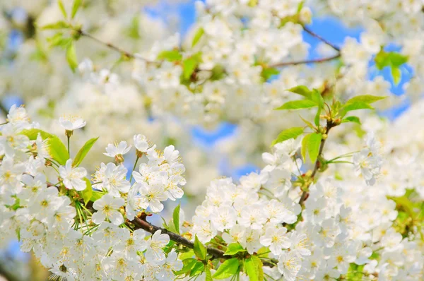 Fiore di ciliegio 43 — Foto Stock