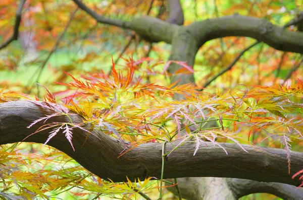 Acer palmatum 03 — Fotografia de Stock
