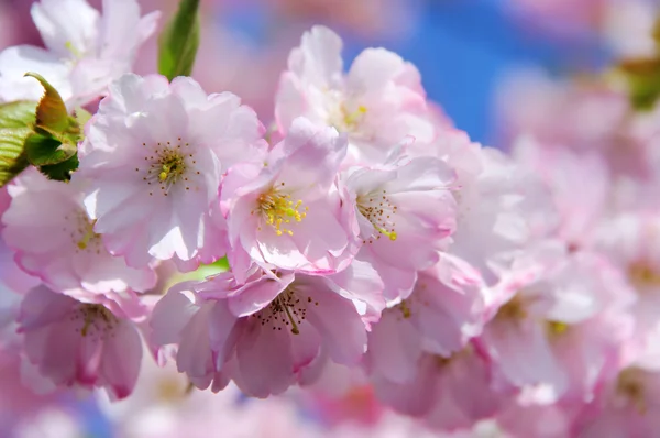 桜 29 — ストック写真