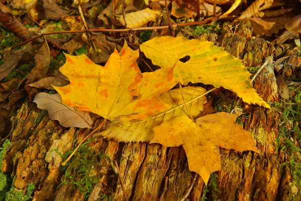 Maple leaf 10 — Stock Photo, Image