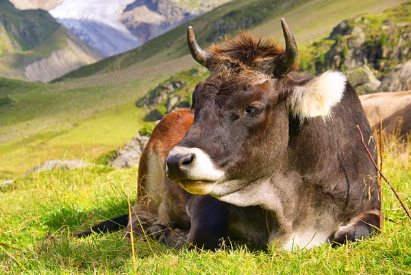 Альпийская корова 24 — стоковое фото