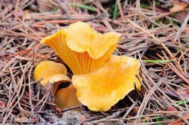 Cantharellus cibarius 01