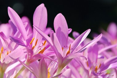 sonbahar crocus 04