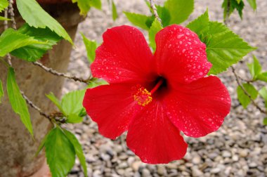 Hibiscus 10 clipart