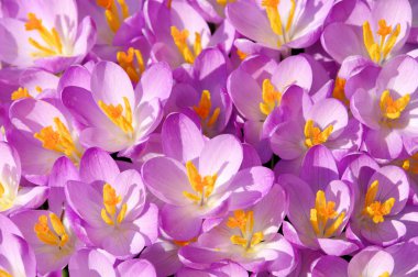 Crocus 39 clipart