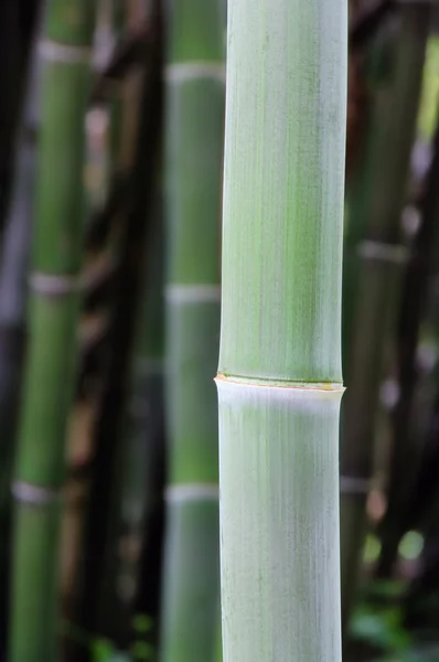 Bamboe 3 — Stockfoto