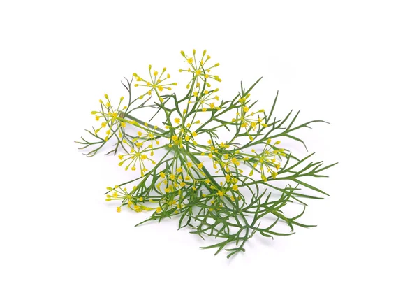 Dill isolated 01 — Stock Photo, Image