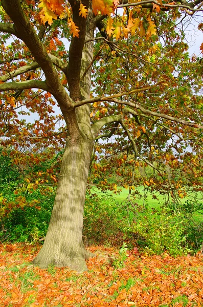 Oak tree in fall 01 — Stock Photo, Image