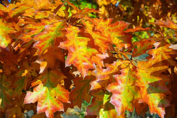 Oak leaf cluster 10 — Zdjęcie stockowe