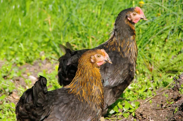 Kyckling 21 — Stockfoto