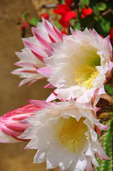 Цветок кактуса 02 — стоковое фото
