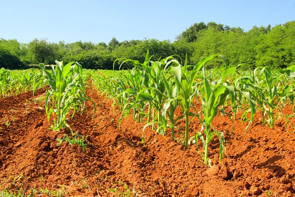 Kukorica a területen 03 — Stock Fotó