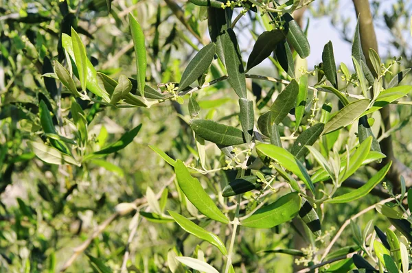 Olive tree blossom 04 — Stock Photo, Image