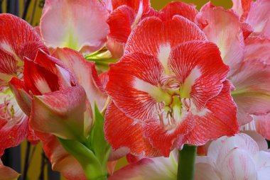 Amaryllis 08