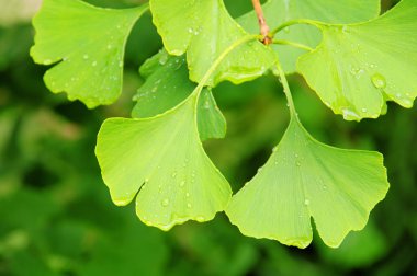 Ginkgo 44