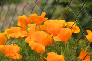 California poppy 05 clipart