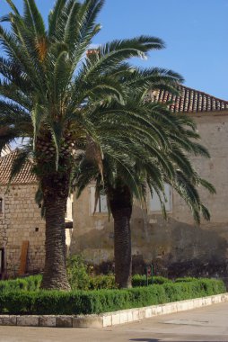 Kanarya Adası hurma 09