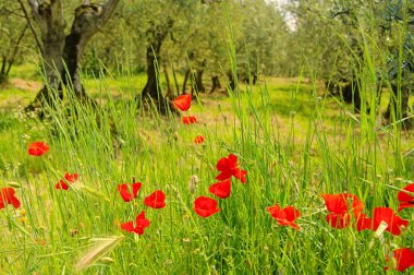 mısır haşhaş olive Grove 02