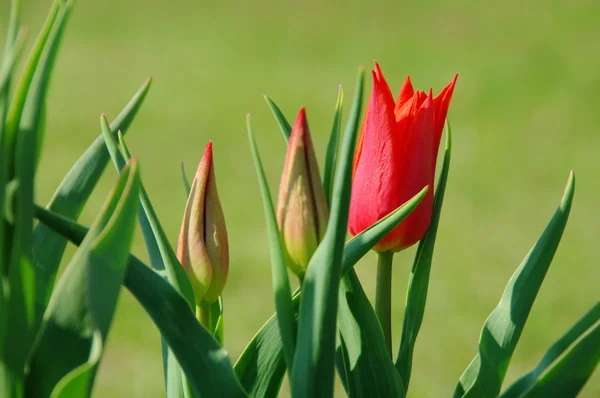 Tulip red 18 — Stock Photo, Image