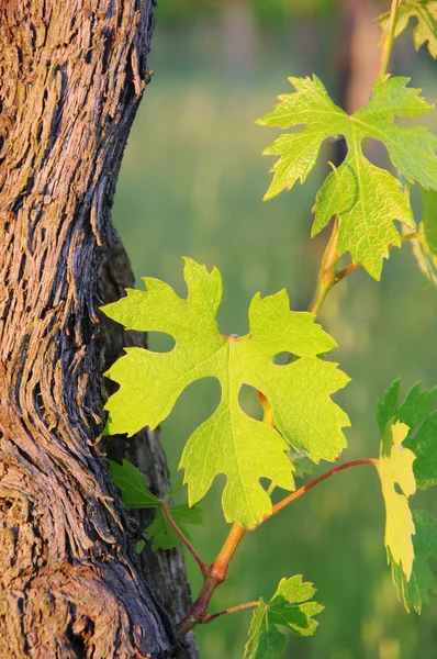 Vine leaves in spring 03 — Stock Photo, Image