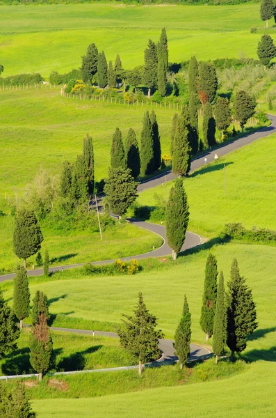 Cypress curve , Tuscany, Italy — Stock Photo, Image