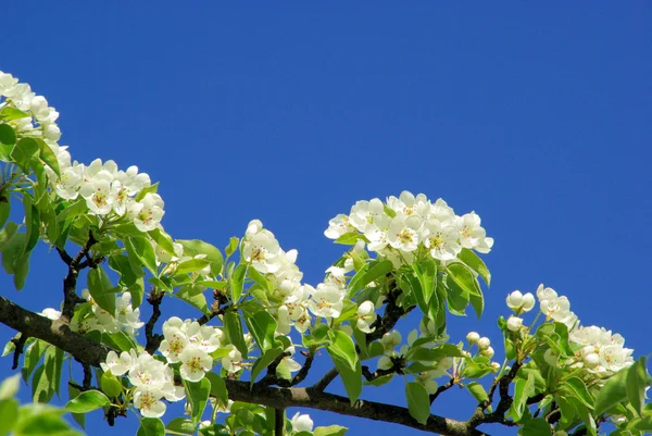 Flowering of pear tree 41 — Stock Photo, Image