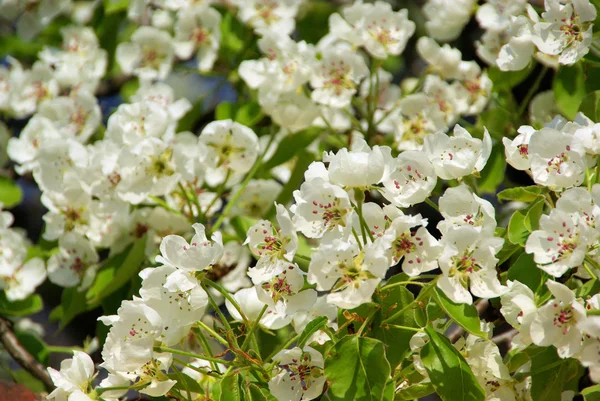 Kvetoucí hrušně 64 — Stock fotografie