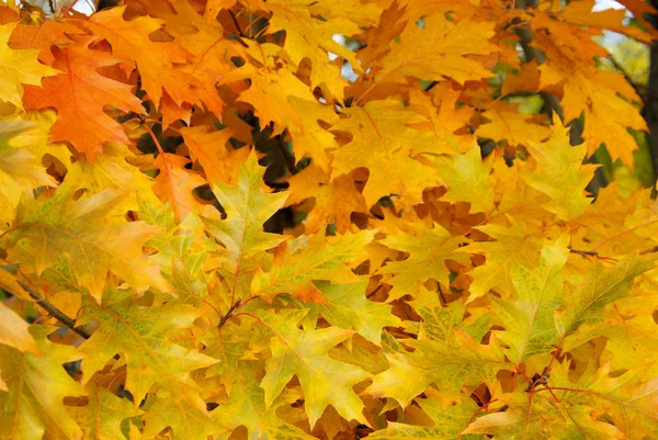Oak leaf cluster 03 — Zdjęcie stockowe
