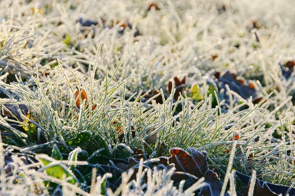 Grass with hoarfrost 01 — Stock Photo, Image