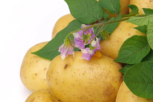 Potato 06 — Stock Photo, Image