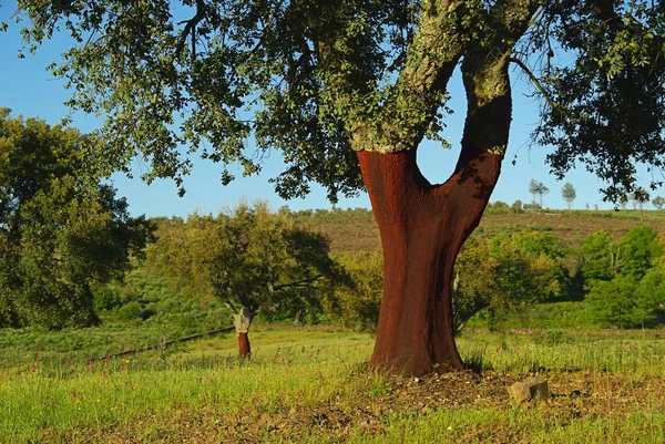 Cork oak 01 — Stock Photo, Image
