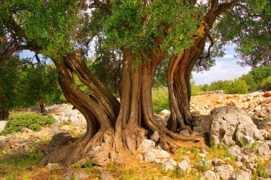 zeytin ağacının gövde 11